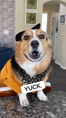 Does this bother you? #dogsoftiktok #pranks #funny