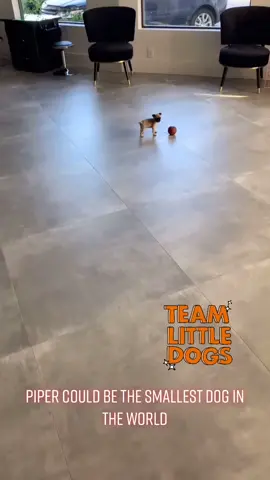 Piper is the cutest tiny dog I’ve ever seen. #TeamTinyDogs