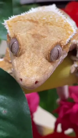 You don’t know how long I’ve been waiting to use a @drphil sound 🤠 #drphil #gecko #derp #tulip