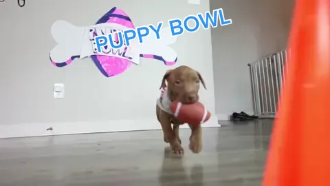 Highlights from our Puppy Bowl. (Read Bio) #foryoupage