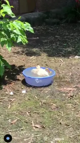 Wee #viral video #foryou #foryoupage #لك #為了你 #당신을위해 #あなたのために #длятебя #fail #funny #animals #fyp