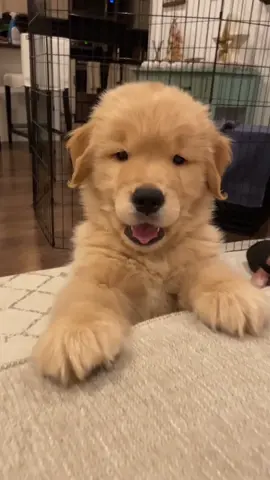 When you ask your puppy what he wants for dinner... #ItWasntMe #goldenretrieverpuppy #TurboTaxLivePick6 #PupPeroniShuffle #puppiesoftiktok