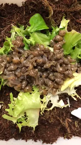 Feeding time for the baby snails 🐌 #snail #giantafricanlandsnail #pet #petshop #fulham #cute #fyp #like