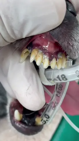 Brushing your pets teeth is the best way to prevent tooth build up. #vettech #vet #fyp #teeth #dogsoftiktok #￼dogs #fy #clean #satisfying #xyzbca