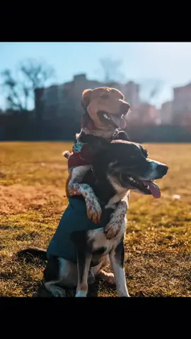 this is your sign to get a second dog #dogsoftiktok #DogTraining #canineenrichement #balanceddogtraining #TrulyGlowingSelfieLove