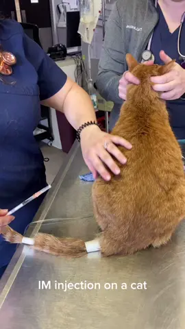 IM injection on a cat #vet#vetmed#injection#cat#vettech#Tech#animal#kitten#medicine#furbaby#nurse#Love#learning#PepsiApplePieChallenge