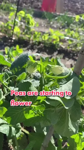 I usually just grow snow or snap peas but, decided to grow some English peas this year for the first time! I love trying new things in the garden 🥰