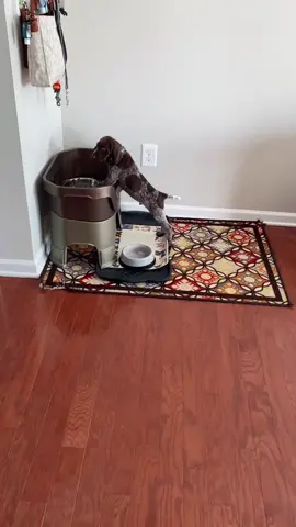 #HairFoodChallenge #fyp #foryoupage #gsp #germanshorthair #germanshorthairpointer #dog #point #pointeshoes #puppy #water #drink #hunting #bird #hunt