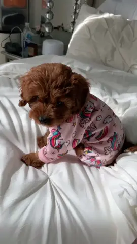 He made her feel insecure about it for what 😂😂😤 Comment if you like Luna's PJS