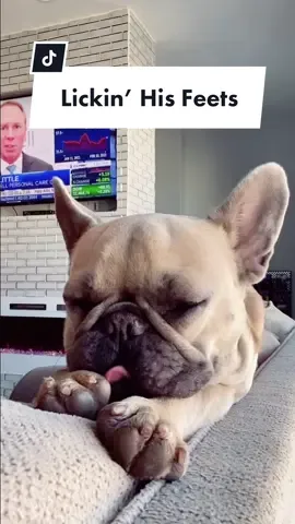 He’s a lady killer #frenchiesoftiktok #TrulyGlowingSelfieLove #weirdpets #kissyourpet #perfectsmile