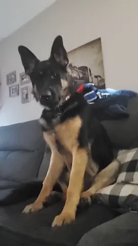 #titantheshepherd #8months #fyp #gsdoftiktok #germanshepherdsoftiktok #rockymovies #TrulyGlowingSelfieLove #likes #thanks #grewuptofast