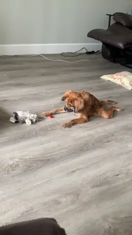🍞 vs 🍓 #dogsoftiktok