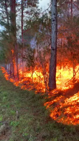 Not all Fire🔥 is bad fire. Sometimes Forests 🌲 need a bit of cleaning 🧹 #fire #firefighter #wildlandfirefighter #forestfire #nature #rxburn #hot