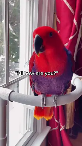 Hi how are you?🥰 #talkingbird #eclectus #birds #parrots #eclectusparrot #eclectusoftiktok #pettiktok #PetsOfTikTok #birdsoftiktok #cuteparrot #fyp