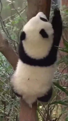 Follow for more👍Poor panda😢