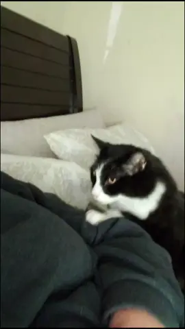 #foryoupage #catsoftiktok #clingypet #helovesme
