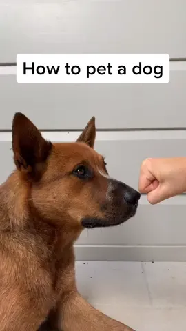 am I doing this right #howtopetadog #googlesearch #dogsoftiktok #wikihow
