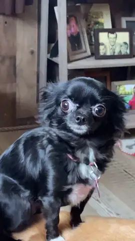 She’s like “Should i” 😂❤️ #foryou #foryourpage #feature #featureme #pets #dogs #tiktok