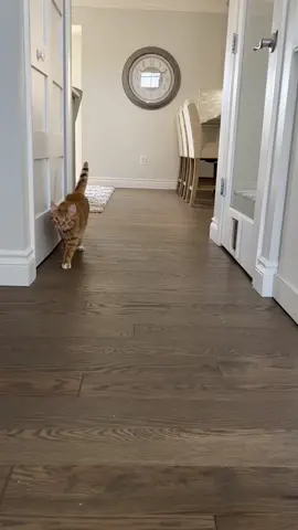#catsoftiktok #justcats #gingercats #catwalk