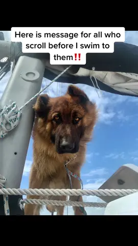 #fyp #viralvideos #germanshepherd #dogofticktok #cutepuppy #puppy