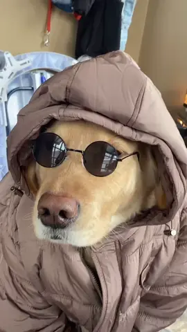 Jacket Doze 😂❤️ #foryou #foryourpage #feature #featureme #pets #dogs #tiktok #trending