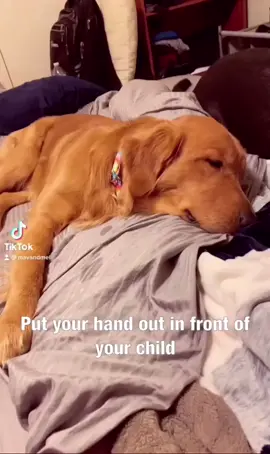 Real original, bud. #iwillalwaysloveyou #perfectmatch #mifamilia #dogsoftiktok #softy #mybestfriend #foryoupage #fyp #goldensoftiktok