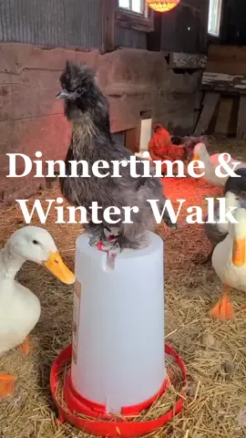 Gus doesn't mind his manners, Kristoff thinks he's head rooster, Jewel & Goats are impatient, Jojo may be small but is mighty & I need a calming walk