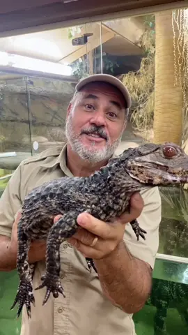 Snaggletooth the dwarf caiman is like a mini dinosaur 😳 #reptile #LearnOnTikTok #tiktokpartner