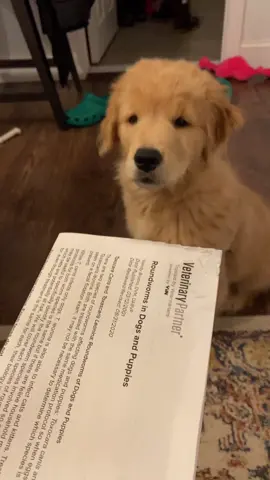 I’ll take care of this... #TrulyGlowingSelfieLove #goldenretrieverpuppy #puppiesoftiktok #puppytiktok #goldenretriever #goldenretrieversoftiktok