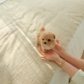 #rollypups #maltepoo #말티푸 #cute #강아지 #puppy #pupp