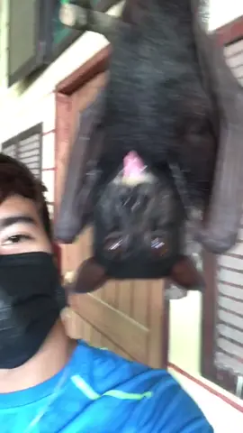 Feeding Yuri! Giant Fruit Bat 🦇❤️ #bats #animals #funny #trend #fyp #foryou