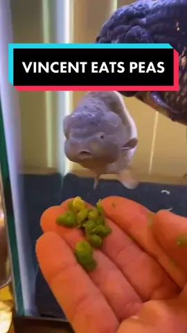 We have named our first of the new goldfish! His name is Vincent! I think it fits him very well. #vincentthegoldfish #fish #goldfish