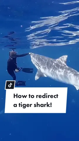 #shark #ocean #dive #sharkdiver 📷: @ocean.ramsey // @oneoceandiving_