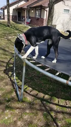 #smartdog #static #trampolinedog #trampoline #fortnite #fire #electrcity #fyp