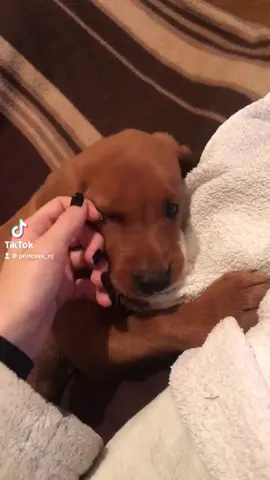 reposting bc she deserves to be seen by more people x #foryou #dog #dogsoftiktok #pet #PetsOfTikTok #labrador #puppy #foxredlabrador #bestie #Love