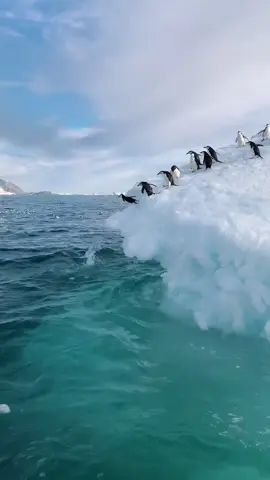 Fav animal!!🐧 #antarctica #ocean #penguin #wildlife #iceberg #travel #fypdong #fypシ゚viral #animals #funny #satisfying #offshore #fishing