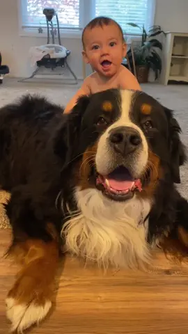 A boy and his dog 🥰😭 #foryou #dogsoftiktok #bernesemountaindog #babiesoftiktok #family  #wholesome #youvegotafriendinme #BestFriends