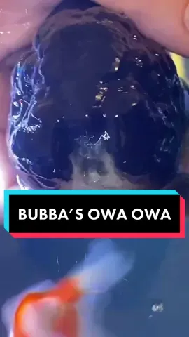 Reply to @my_name_matt  Bubba does his OWA OWA. And as long as goldfish has wet gills they can still exchange oxygen, this does not suffocate them!