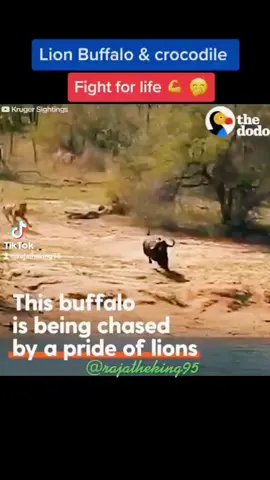 Animal battlefield #irish #ireland #2021 #foryou #foryoupage #lion #buffalo #fyp #fypシ #trending #xyzbca #viral #tiktok #europe #africa #foryou #fyp #