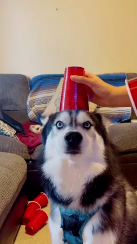 Who can beat three cups? #haikuthehusky#foryoupage#dogsoftiktok#viral#fyp#dog#husky