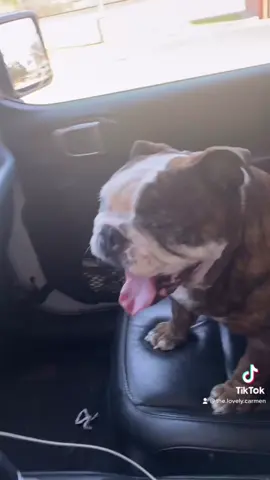 Is my girl spoiled or what 🐶😅 #dogsoftiktok #englishbulldog #funny #lol #fyp #hilarious #spoiledcheck #viral #jeep #treated #puppy #doggie #doglover