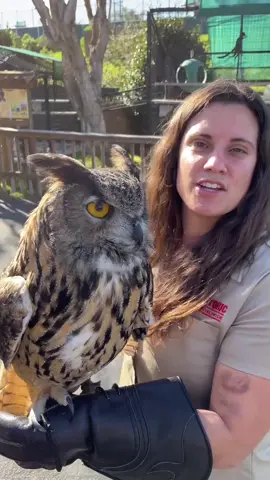 How beautiful is this owl at the Monterey Zoo 🦉 #owl #bird #learnontiktik #tiktokpartner