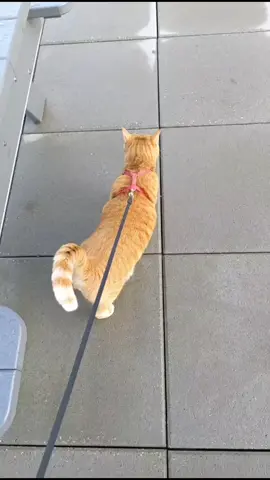 Morning walk🐾 #고양이 #cat #morningroutine ##morningwalk #walkingcat #산책냥 #catsoftiktok