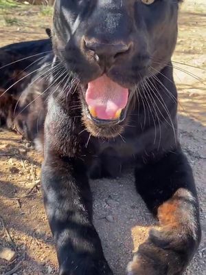 A lazy Saturday afternoon with Enoch! #enoch #leopard #blackleopard #ASOSFashunWeek #fyp