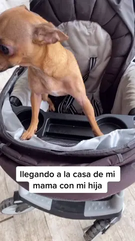 Que lla quiere nietos pues ay le traigo a mija 😂😁 #VideoSnapChallenge #foryou #mexican #humor #dogs #chiuhahua #hispanic #Love