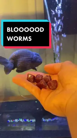 The baby fish are eating good tonight!! #goldfish #fish #ranchu #fishtok