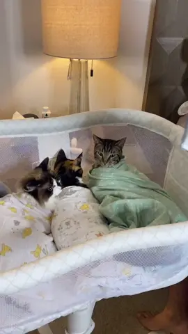 When Chase said “no” 🥺 #fyp #foryou #foryoupage #catsoftiktok #WhenWomenWin #GlassPainting #trending #duet