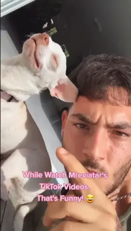 #stitch with @mreviatar That was, So Funny! 🐶🤣🤣🤣 @mreviatar #mreviatar #angrychihuahua #funny #viral #fyp #foryoupage #tiktok