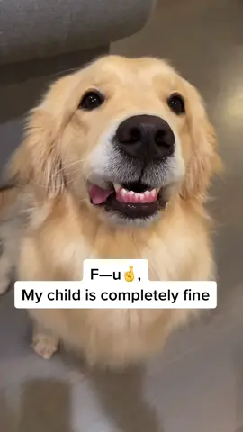 Maui is totally fine🤪#fyp #foryou #goldenretriever #dogsoftiktok #funny