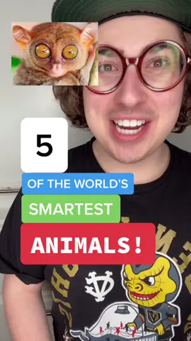 Follow to learn something new everyday! Do you have a favorite animal? #animal #animalfacts #wildanimals #LearnOnTikTok